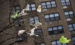 New York chính thức áp dụng luật cấm túi nilong